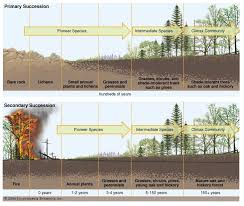 I Thought That This Was A Great View Of The Adaptive Cycle And Goes Hand In Hand With My Forest Fire Photo I Really Believe That The Adaptive Cycle Whe Biologiya