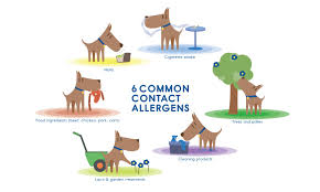 Dog allergies are one of the most common types of pet allergy. Dog Allergies Treating Itchy Skin Allergies In Dogs