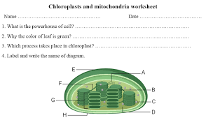 Mitochondria And Chloroplasts Worksheet Pdf Download In 2021 Mitochondria Chemical Energy Worksheets