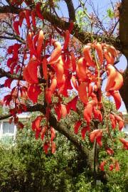 Image result for Erythrina madagascariensis