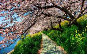 Aug 23, 2011 · seluruh foto pada gambar bunga sakura yang gugur dan website ini 100% gratis, sebagai gantinya, imbalannya biasanya kami dapat dari andaadalah ucapan terimakasih dengan cara share halaman ini ke media socialnya. Wallpaper Trees Nature Grass Sky Branch Cherry Blossom Spring Tree Flower Plant Plantation 1920x1200 Px Grove 1920x1200 Wallpaperup 823592 Hd Wallpapers Wallhere
