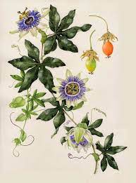 How To Grow Hardy Passion Flowers From Seed Flower Drawing Blue Passion Flower Passion Fruit Flower