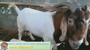 Mentornya pun adalah benar benar pelaku , pebisnis , dan pemilik peternakannya , jadi anda bisa belajar langsung dari praktisinya. 0815 7804 5670 Kursus Ternak Kambing Jawa Jogja April 2021