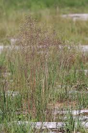 Image result for Avenella