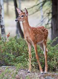 https k61 kn3 net taringa 2 7 6 9 1 2 98 walterrodrig en taringa animals wildlife animals deer photos