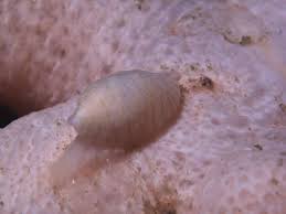Image result for Phaulopsis sangana