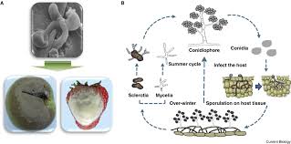 Image result for Botrytis cinerea