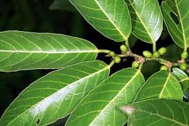 Image result for Bridelia