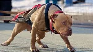 Theo bệnh viện đa khoa tỉnh long an, sức khỏe anh h.t.h (người chủ nuôi con chó cắn chết người nói trên) đã dần ổn định, ăn được cơm, các vết thương do. Nliae6oxwknwmm