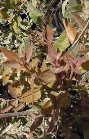 A scarlet cap covers the yellow blossoms before they open, lending the tree its common name. Red Cap Gum Illyarrie Bookara Gum Eucalyptus Erythrocorys