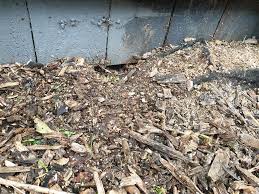 Damage from skunks and raccoons occurs at night. What Is Digging Up My Garden Identify This Wildlife The Rspb Community