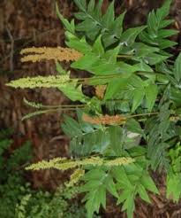 Image result for Anemiaceae