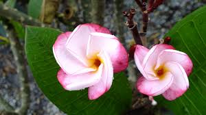 Plumeria Lulu Small Frangipani Only Growing 2m Clusters Of Pale Pink Flowers With Deep Pink Edges Very Fragrant G Frangipani Tropical Garden Tropical Plants