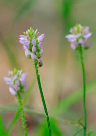 Image result for Polygala usafuensis