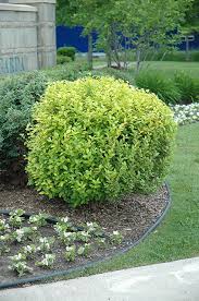 Image result for Ligustrum