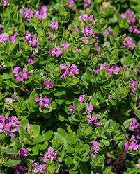 Image result for Polygala marensis