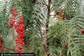 Image result for Schinus