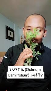 Image result for Ocimum lamiifolium