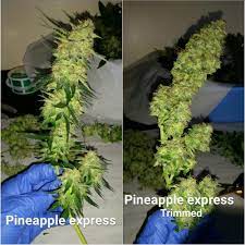 Check spelling or type a new query. Pineapple Express Autoflower 2 Grow Journal Harvest12 By Growdiaries