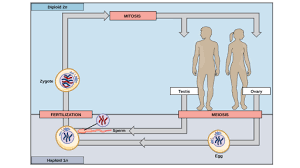 The haploid gametes produced by most organisms combine to form a zygote with n pairs of chromosomes, i.e. Sexual Life Cycles Article Meiosis Khan Academy