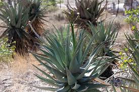 Image result for Aloe littoralis