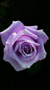 Pin By Sandy Pina On Morning 6 Beautiful Rose Flowers Purple Roses Beautiful Roses