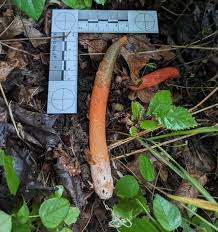 Image result for Mutinus elegans