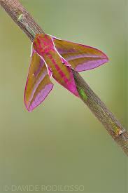 deilephila elpenor kafer insekt insekten schmetterling