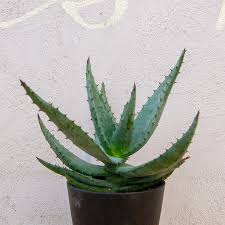 アロエ フェロックスの通信販売 ネットショップ 観葉植物 多肉植物 塊根植物の通販 ネットショップの The Farm Universal Online Store