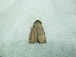 Image result for Photedes fluxa