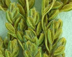 Image result for Cyperus cyperoides