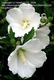 Plantfiles Pictures Rose Of Sharon Althea Hibiscus Syriacus By Michellemartin Hibiscus Plant Rose Of Sharon Hibiscus