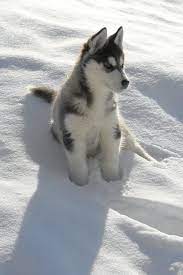 Pin By Cami Leon On My Dog Puppies Husky Puppy Dog Breeds