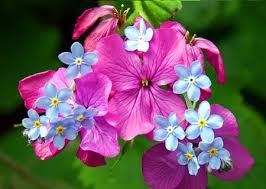 Image result for ‫عکس طبیعت‬‎