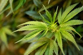 Soon after, state licensed dispensaries began opening. Harvest Marijuana Dispensary No Longer Planned For North Phoenix Area