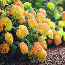 30pcs Rare Yellow Hydrangea Plants Mixed Hydrangea Flowers Home Plant Bonsai Viburnum Flower For Home Planting Hydrangeas Blue Hydrangea Plant Yellow Hydrangea
