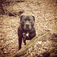 pin su therealpitbull