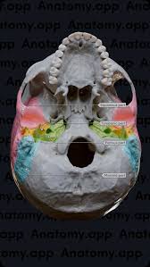 Image result for Temporal Bone