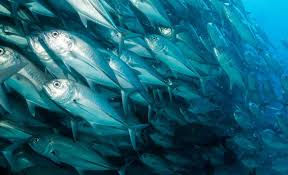 Water Solutions And Pumps For Aquaculture Xylem Malaysia