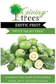 Fruit salad trees are a thing. Fruit Salad Tree