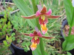 This wildflower is native to western north america from british columbia to central mexico. Epipactis Sabine Bog Plants Plants Orchids