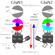 Nmda receptors can act as. Nmda Receptor Wikipedia