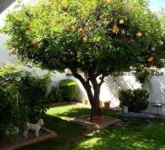 Ein garten ist etwas wunderbares. Baume Garten Obstbaume Klima Kleine Garten Gestalten Baume Garten Obstbaume Pflanzen Garten