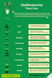 Check spelling or type a new query. Dieffenbachia Plant Care Best Care Tips Revaled