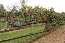 Espalier fruit trees make it possible to grow a ton of fruit in a small area! Espalier Wisconsin Horticulture