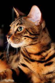 Dojas Portrait Cats Toyger Cat Bengal Cat