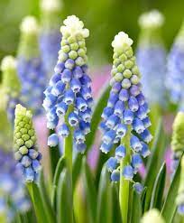 Reserve your collection today, and we'll ship your premium bulbs at the perfect time for fall planting. Muscari Armeniacum Julia John Scheepers Beauty From Bulbs Muscari Flowers Muscari Bulb Flowers
