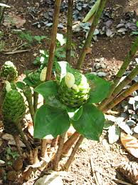 Image result for Costus subbiflorus