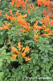 Image result for Tecoma capensis