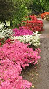 Image result for Cirsium  buchwaldii